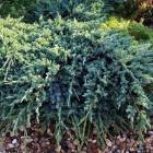 Ялівець лускатий (Juniperus sguamata) Holger. NIWAKI