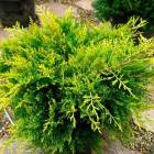 Ялівець середній Олд Голд (Juniperus pfitzeriana Old Gold)