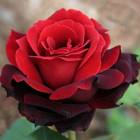 Роза ‘Norita’ (Норита)