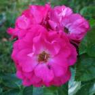Троянда 'John Cabot' (Джон Кебот)