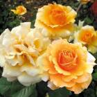 Роза ‘Garden Glory’ (Гарден Глори)