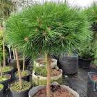 Сосна чорна Бамбіно (Pinus nigra Bambino)