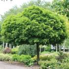 Клен гостролистий (Acer platanoides) Globosum обх.ств.8-10, St 230-240, Т69