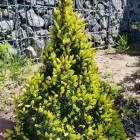 Ялина канадська (Picea glauca) Conica, 40-70, c3