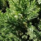 Можжевельник китайский (Juniperus chinensis) Stricta, 80-90, грунт