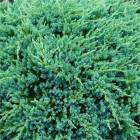 Ялівець лускатий (Juniperus sguamata) Holger