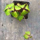 Виноград тригострокінцевий (Parthenocissus tricuspidata) Veitchii (сіянец)