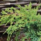 Ялівець лускатий (Juniperus sguamata) Holger. NIWAKI