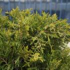 Ялівець китайський Курівао Голд (Juniperus chinensis Kuriwao Gold
), 50-60, c7.5