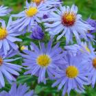 Астра чагарникова (Aster dumosus)