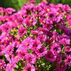 Астра кустовая ‘Aster dumosus’