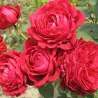 Роза ‘La Rose des 4 Vents’ (Роз де Катрэ Вен)