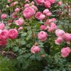Роза ‘Pomponella’ (Помпонелла)