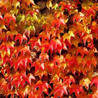 Виноград тригострокінцевий Фенвей Парк (Parthenocissus tricuspidata Fenway Park)