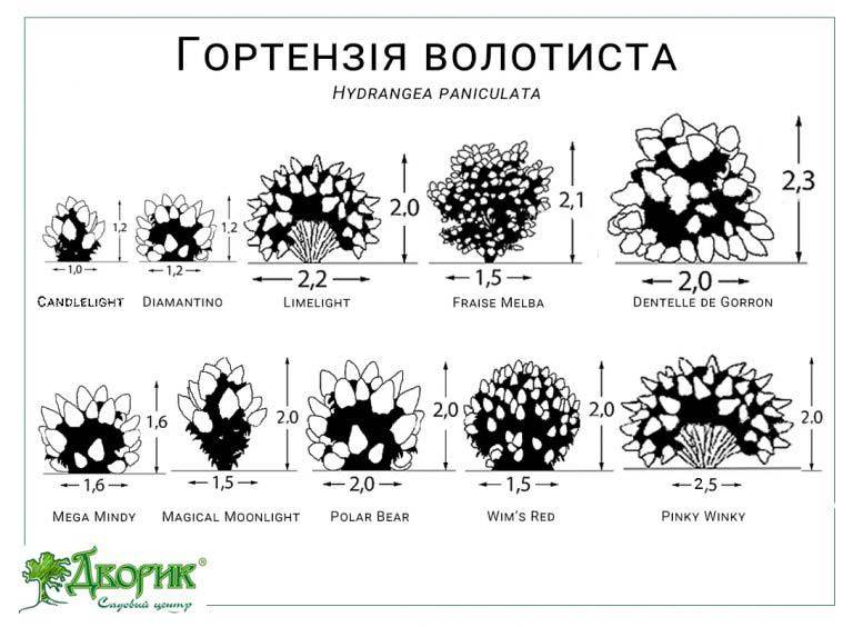 Для того, щоб розрахувати необхідну кількість кущів, пропонуємо скористатись нашою інфографікою