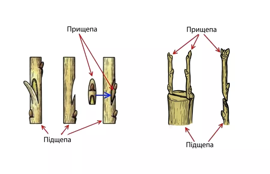 Підщепи та прищепи: основи садової математики